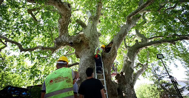 Doğal miras kabul edilen Trakya'daki anıt ağaçlar özel bakıma alındı