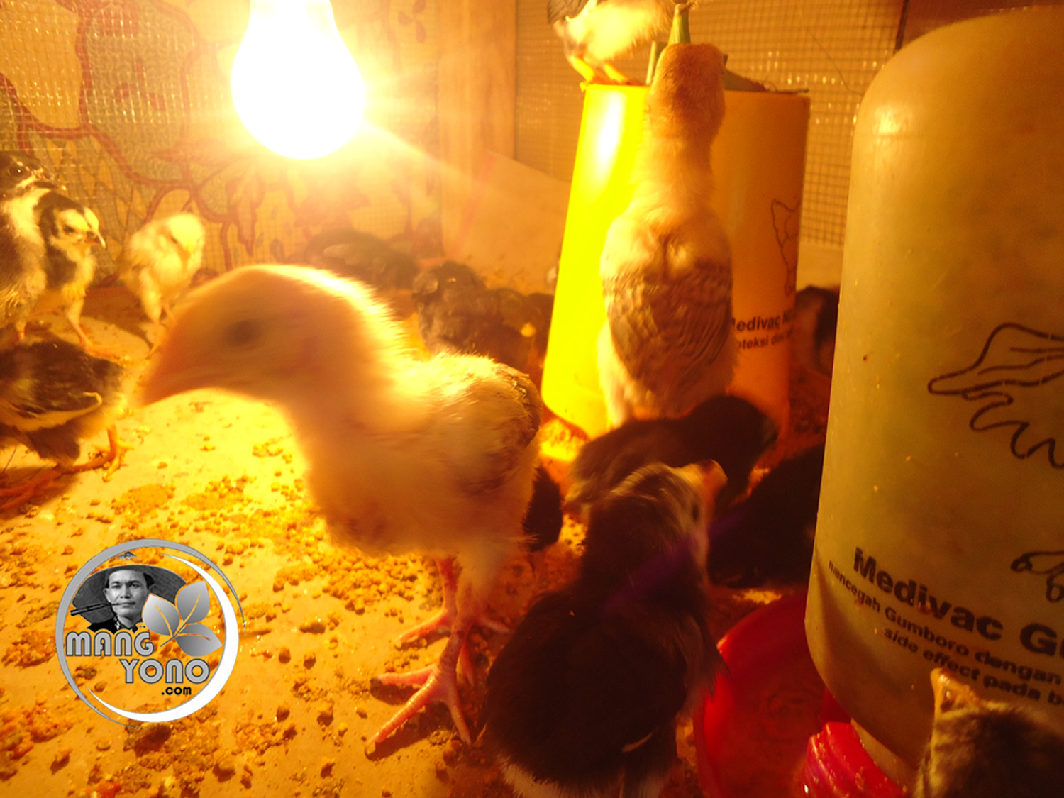  Cara  agar anak  ayam  kampung cepat  tumbuh besar  Blog Mang 