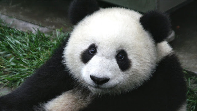 Panda ٍِِِِAnimal Smiles