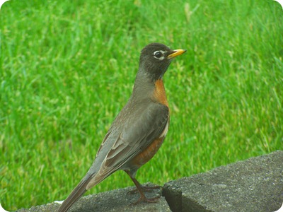 Robin from Heather's lawn