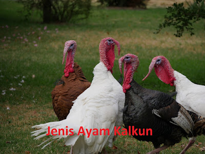 7 jenis ayam kalkun berdasarkan bulunya