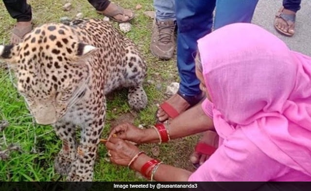 Woman Ties Rakhi To Injured Leopard, Wins Hearts - Viral Photo