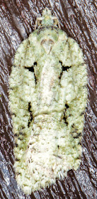 Acleris literana.  Near the West Wickham Common light trap on 15 April 2015.