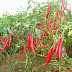 Thika farmer minting millions from chilli farming.