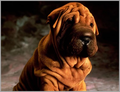 Shar-Pei-wallpaper-2