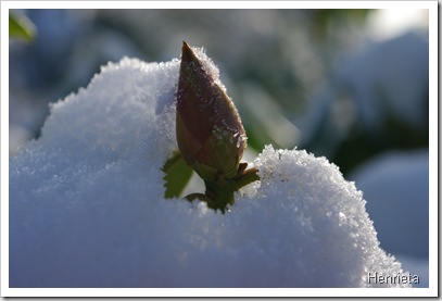 Bilder Februar 075
