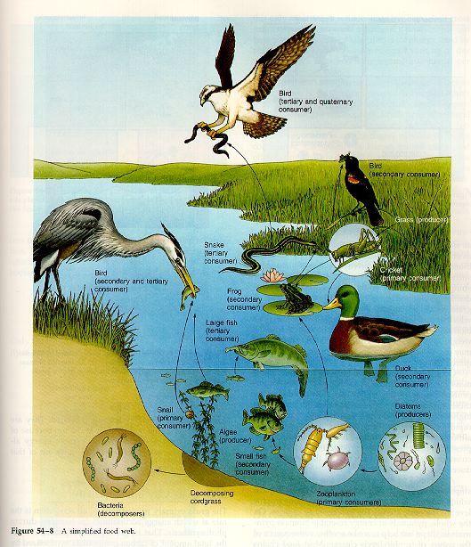 aquatic food web examples. Aquatic-Terrestrial Food Webs