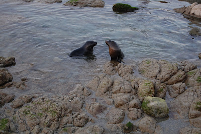 seals playing