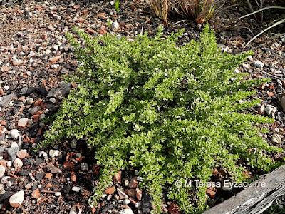 Mosaiquillo (Baccharis magellanica)