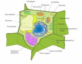 celula animal y sus partes. celula vegetal y sus partes. Dibujo esquemático de célula