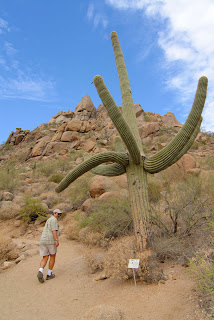 Very large saguaro cactus on Pinnacle Peak trail