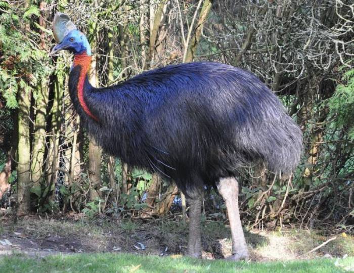 Northern Cassowary