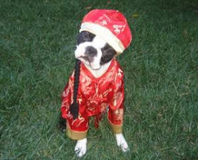 funny looking dressed up costume peking dog cute photo