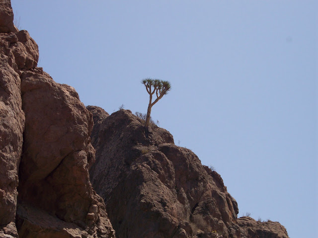 Dracaena tamaranae - Drago de Gran Canaria 02