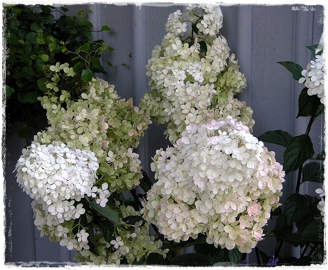 15 hortensia
