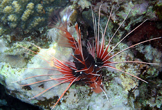 Pterois radiata