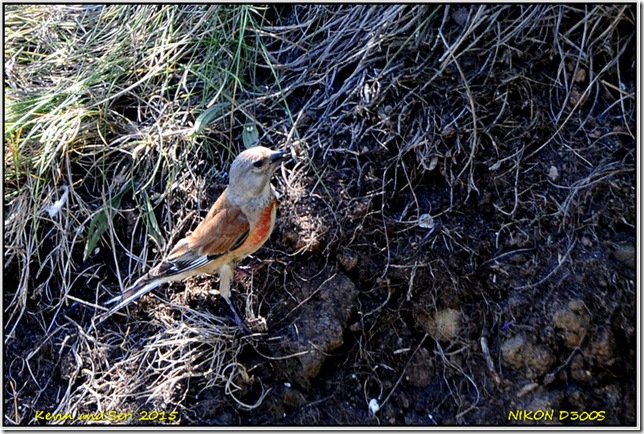 RSPB Bempton Cliffs - August