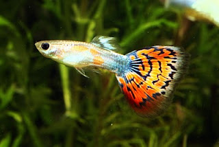 Guppy The Result of Genetic Engineering