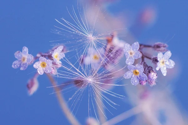 Flores da primavera. #PraCegoVer