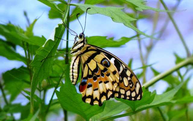 Lime swallowtail  at Butterfly World Isle of Wight