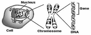 Kromosom (Pengertian, Fungsi, Struktur, Jenis, Jumlah)