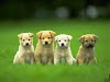 marvelous puppy and dogs pictures