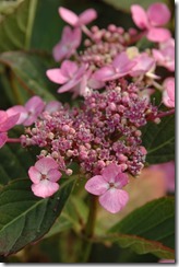 garden 014
