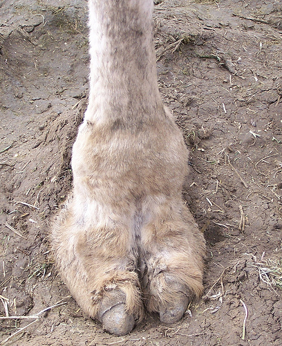 Camel Toe