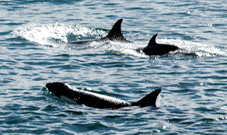 Orcas Patrullando en Punta Norte