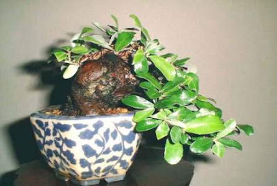 bonsai trees