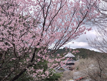 金峯山寺の桜