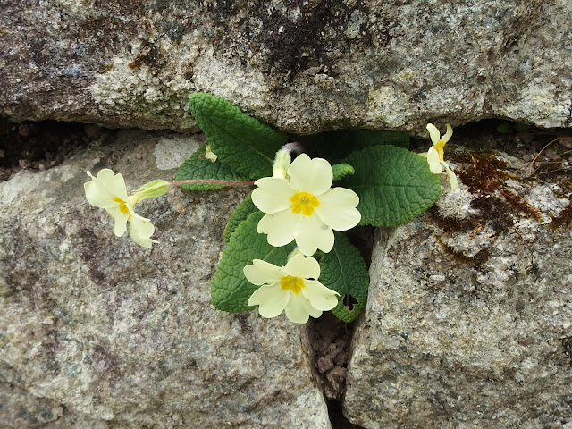 Another walled primrose at the entrance to the museum