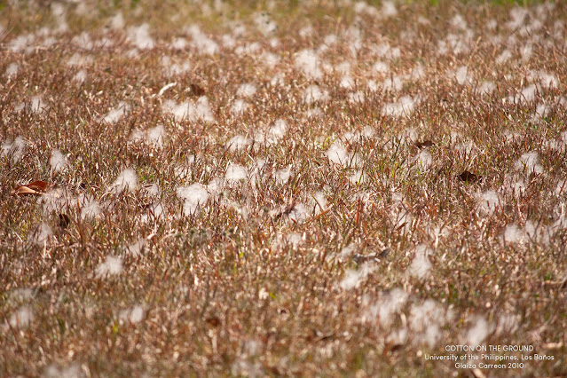 Cotton on the Ground