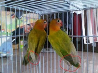 Cara membedakan lovebird jantan dan betina Cara Membedakan Lovebird Jantan Dan Betina Umur 2 - 3 Bulan Juga Dewasa