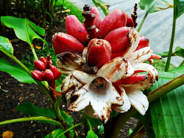 Musa velutina = Musa dasycarpa, czyli różowy bananowiec. Nazwa, pochodzenie, historia, opis, wygląd, kwitnienie, kwiaty, owoce, rozmnażanie.