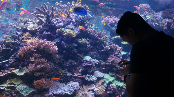 Singapura, SEA marine aquarium, 