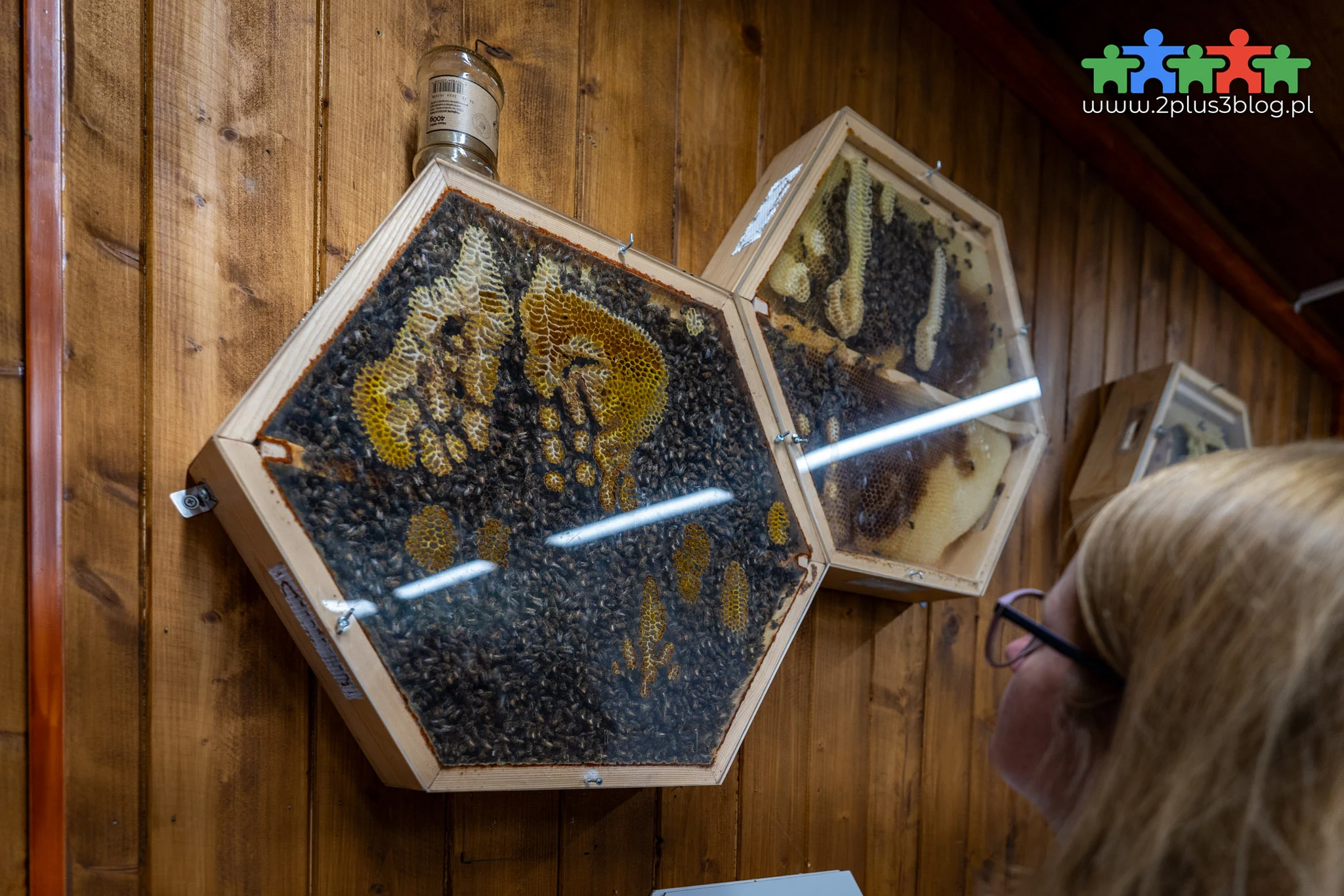Interaktywne Centrum Pszczelarstwa Apilandia w Kleczy Dolnej to miejsce, w którym poprzez naukę i zabawę odkryjecie największe tajemnice świata pszczół!