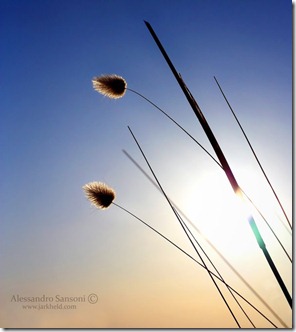 Light_by_Jarkheld