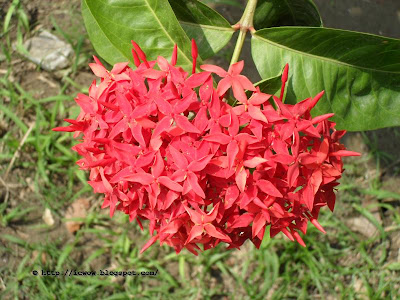 Jungle geranium - Ixora Coccinea