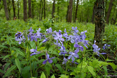 wildflowers in the woods photo by mbgphoto