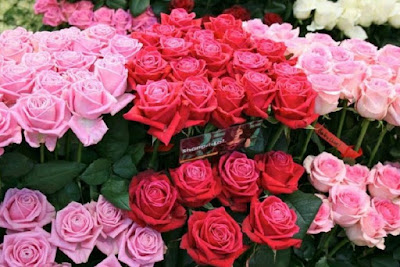  Bunga mawar dikenal sebagai lambang kasih sayang 11 Manfaat Bunga Mawar untuk Kesehatan