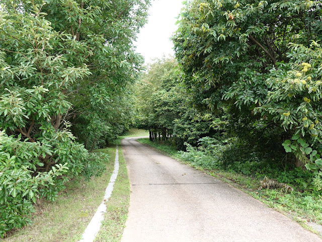 むきばんだ史跡公園の弥生のムラ