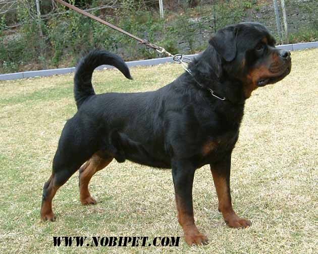 ban-giong-cho-rottweiler-thong-minh-duoc-yeu-thich-nhat