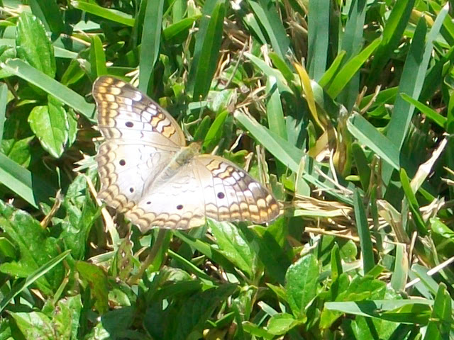 Butterfly,closeup,photos