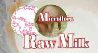 microorganism in raw milk