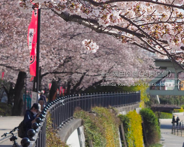 隅田川（台東区側）の桜