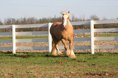 world's beautiful horses