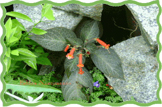 Ruellia makoyana