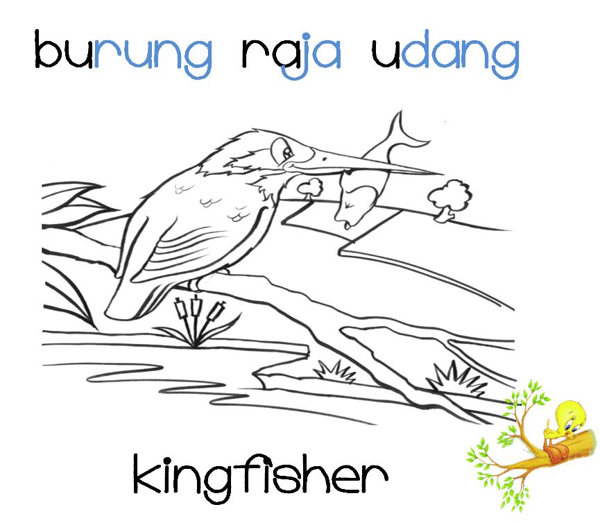 CIKGU EELA (IL) PRESCHOOLERS @ PCE: buku skrap :: burung