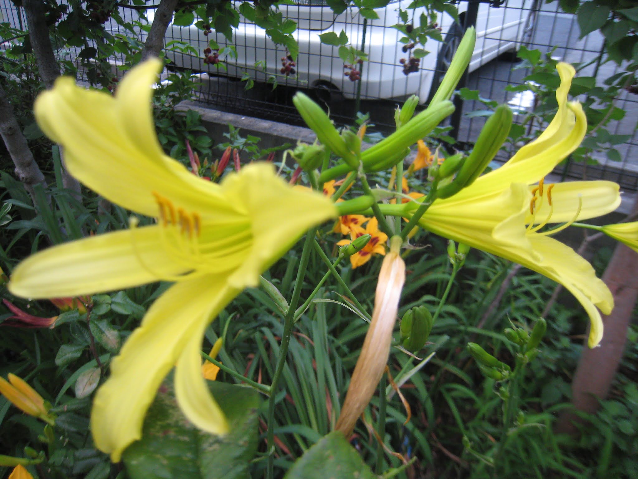 厚の植栽 ユウスゲの庭植え1年間